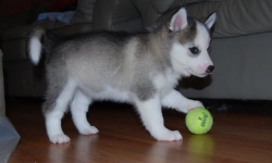 husky sibérien 