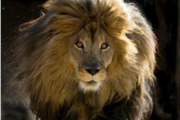 Les lions de l’Atlas se seraient éteints dans les années 1960 et non dans les années 1920