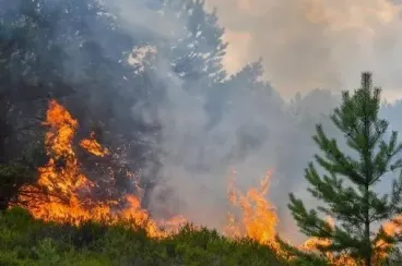 Al Hoceïma : L'incendie de la forêt Thanda Ifran circonscrit