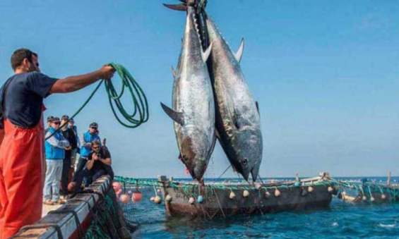 تعزيز التعاون في مجال الصيد البحري محور مباحثات مغربية-موريتانية