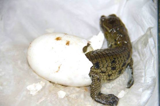 Le parc animalier a annoncé sur sa page Facebook la naissance de plusieurs bébés crocodiles, plus de 3 mois après la période d’incubation. / Ph. Facebook Crocoparc Agadir