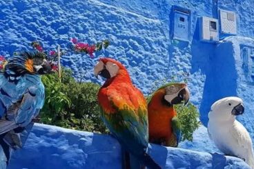 Chefchaouen : Les perroquets de la place Outa El Hammam font partie d’espèces protégées