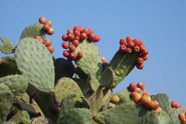 Le Maroc fait aussi du couscous… avec du cactus !