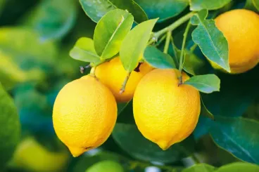 Morocco’s lemon exports bounce back strongly in 2024/25 after four years of decline