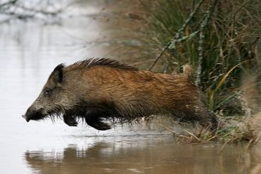 Maroc : Chasse aux sangliers, des milliers de bêtes enterrées
