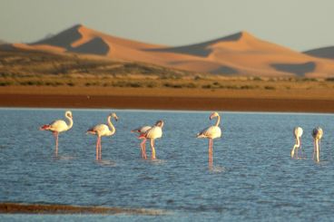 Merzouga welcomes back flamingos, adding to its natural wonders