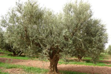 Maroc-Etats-Unis : La guerre de l’olive est déclarée