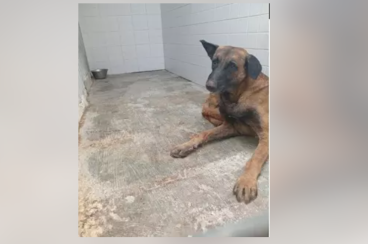 Rabies confirmed in Melilla after infected dog enters from Morocco