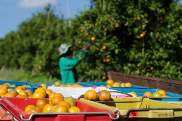 قطاع زراعة الحمضيات في المغرب يواجه تحديات المناخ