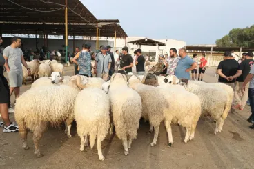 Morocco shuts down livestock markets days before Eid al-Adha