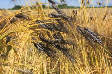 In Morocco, agricultural research targets drought-resistant seeds