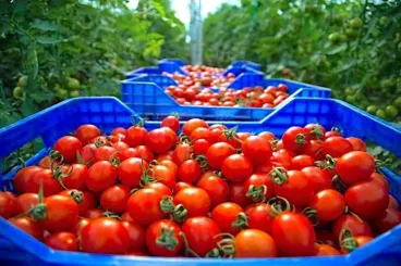 A Spanish agricultural group continues its campaign against Moroccan tomatoes