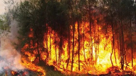 المغرب: السيطرة على 8 حرائق غابوية خلال 24 ساعة وتأثر 20 هكتارًا 