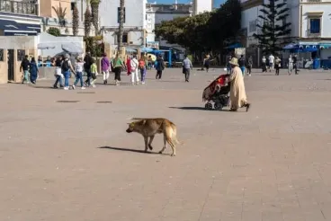 وفاة بريطانية بداء الكلب بعد خدش بسيط من جرو خلال عطلة في المغرب