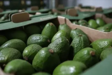 Avocats : Exportations records du Maroc dépassant les 100 000 tonnes