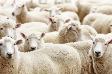 Rabat : Officials meet to launch livestock restocking effort